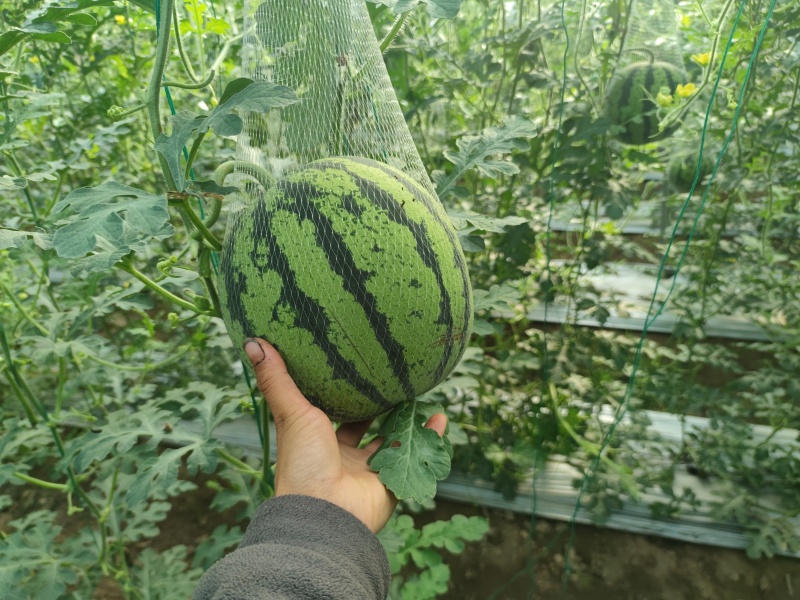 大凉山西昌美都吊瓜，地瓜有需要的联系