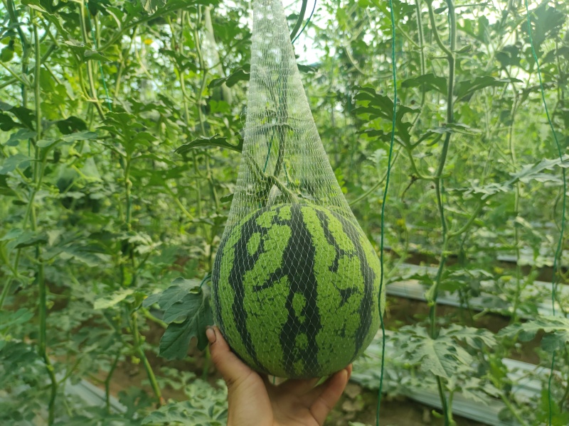 大凉山西昌美都吊瓜，地瓜有需要的联系