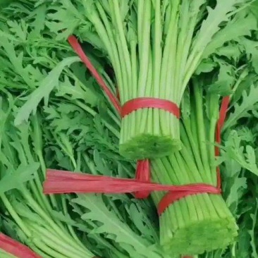 精品茼蒿上市