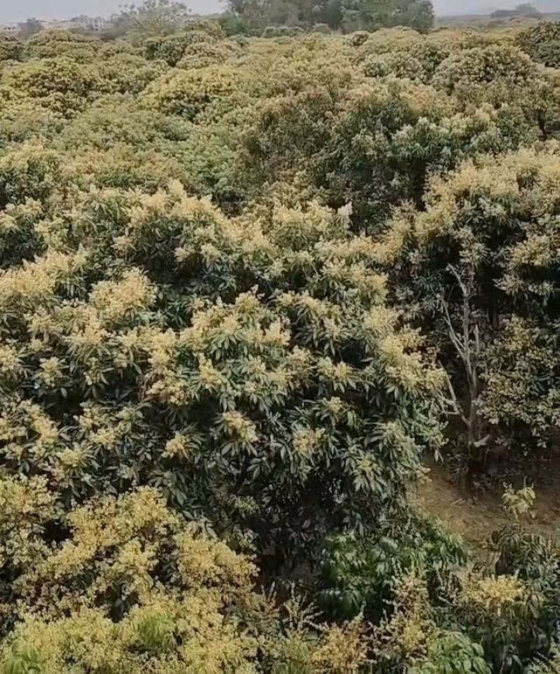 土蜂荔枝蜜，天然***，无浓缩，41.3度左右。