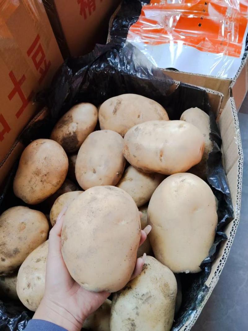 云南丽薯土豆新鲜上市对接全国质量好走货快欢迎询价