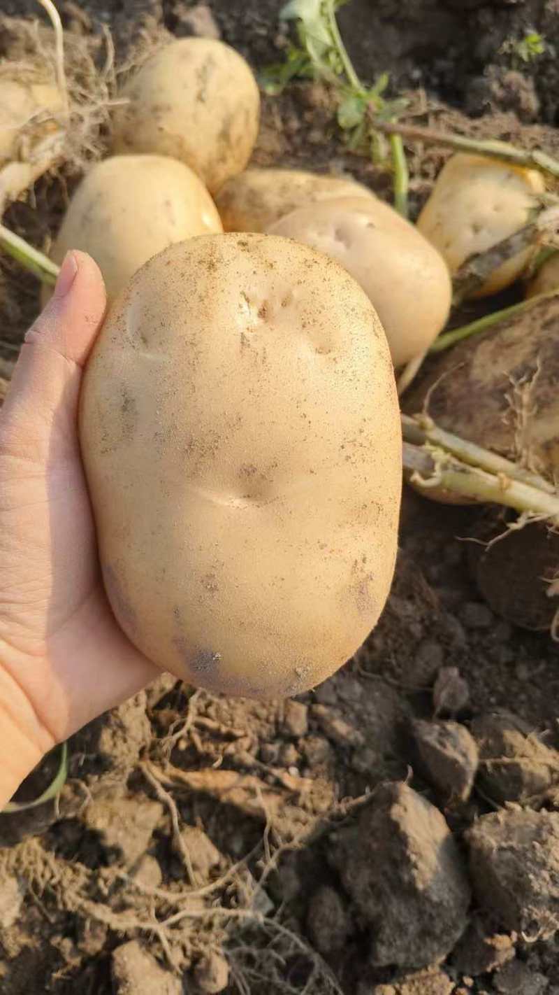 云南丽薯土豆新鲜上市对接全国质量好走货快欢迎询价