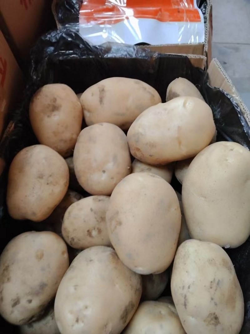 云南丽薯土豆新鲜上市对接全国质量好走货快欢迎询价