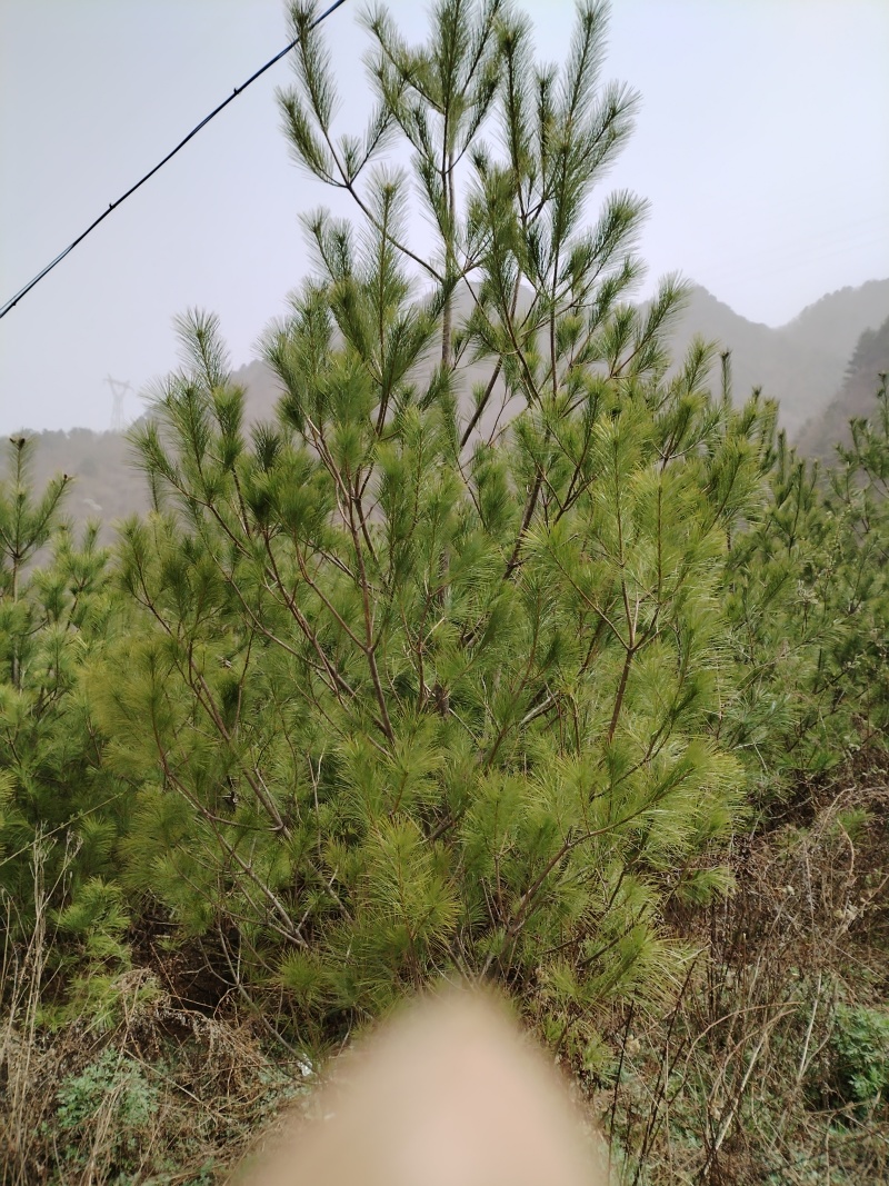 【华山松】甘肃松树大田华山松2.5-3.5米提供技术
