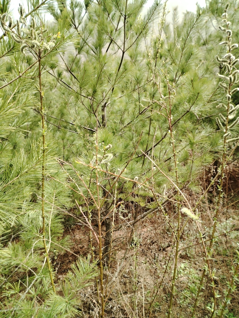 【华山松】甘肃松树大田华山松2.5-3.5米提供技术