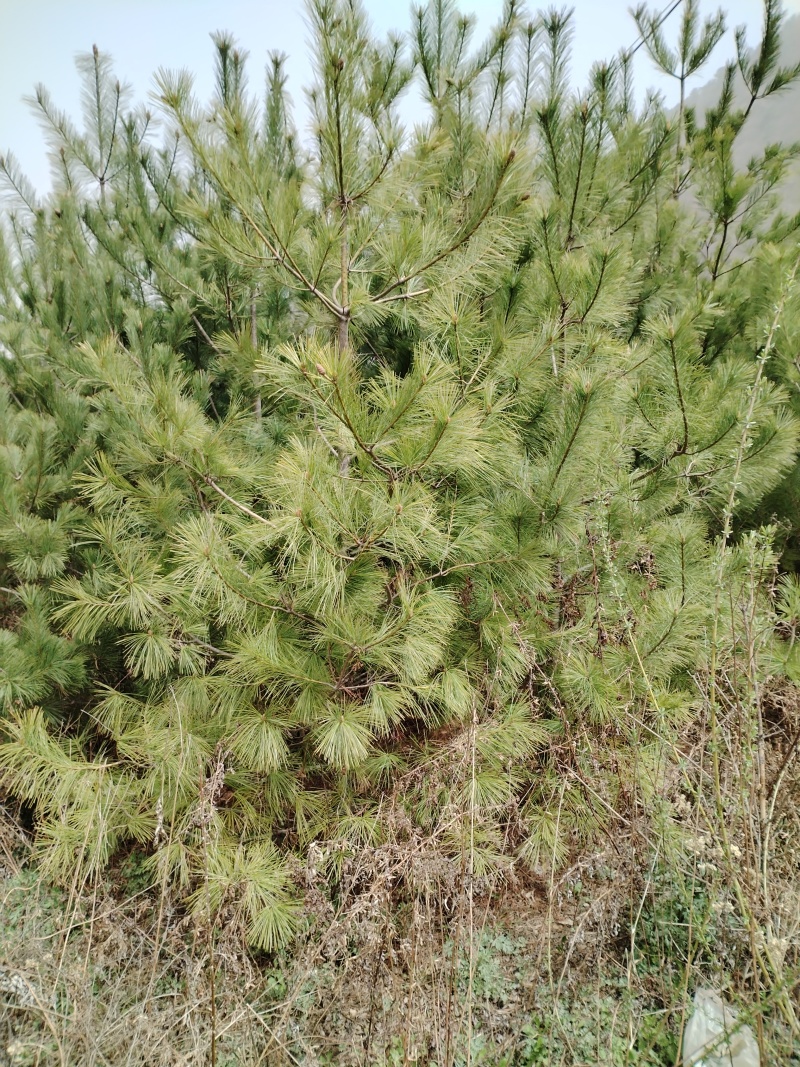 【华山松】甘肃松树大田华山松2.5-3.5米提供技术