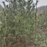 【华山松】甘肃松树大田华山松2.5-3.5米提供技术
