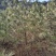 【华山松】甘肃松树大田华山松2.5-3.5米提供技术