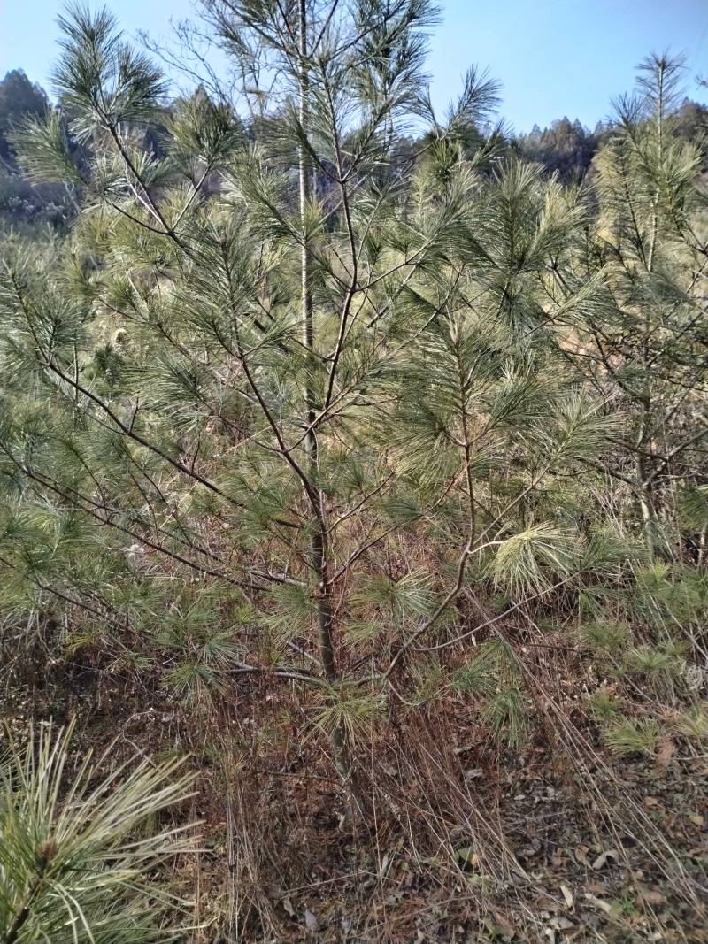 【华山松】甘肃松树大田华山松2.5-3.5米提供技术