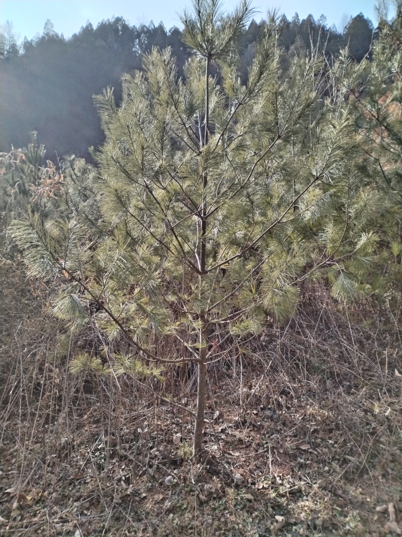 【华山松】甘肃松树大田华山松2.5-3.5米提供技术