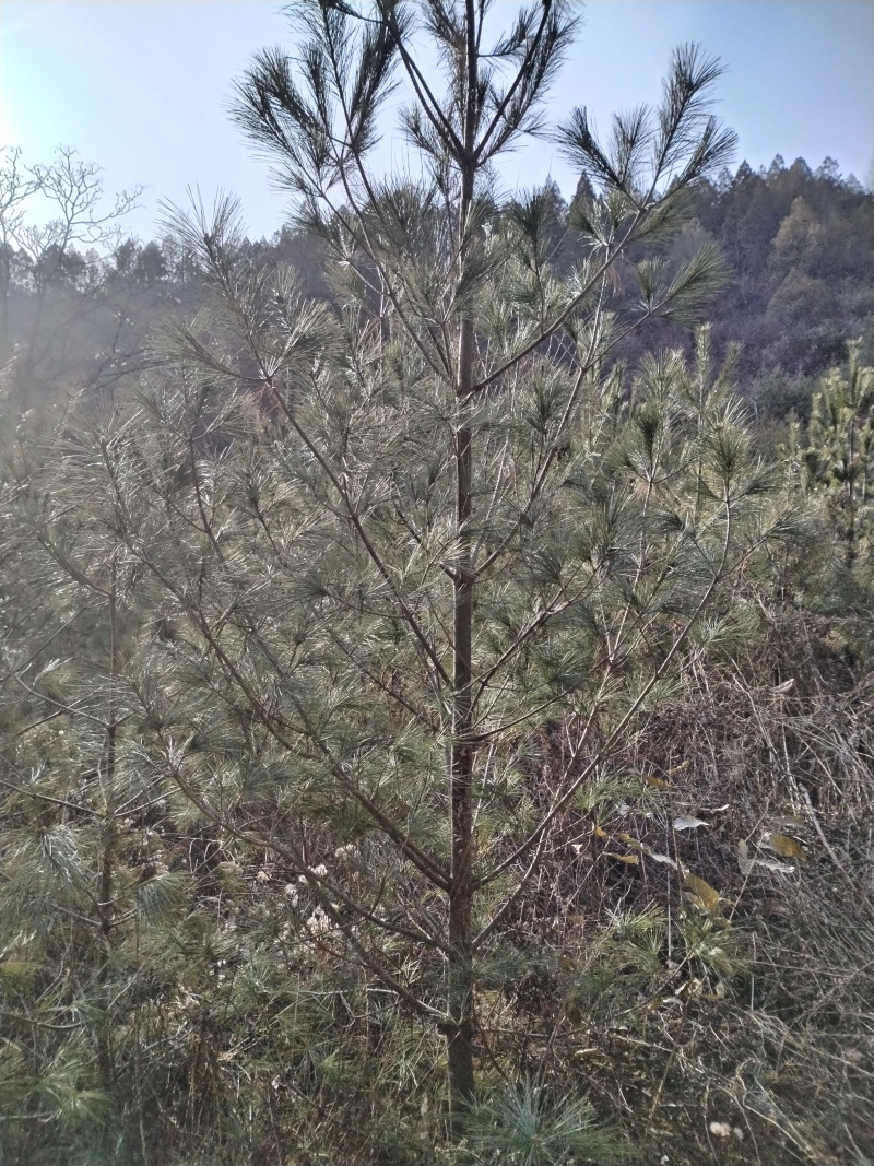 【华山松】甘肃松树大田华山松2.5-3.5米提供技术