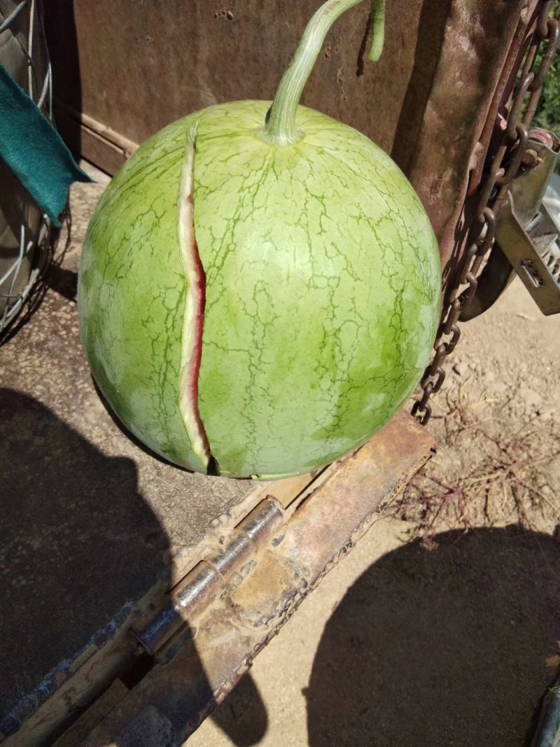 大凉山西昌美都吊瓜，地瓜有需要的联系