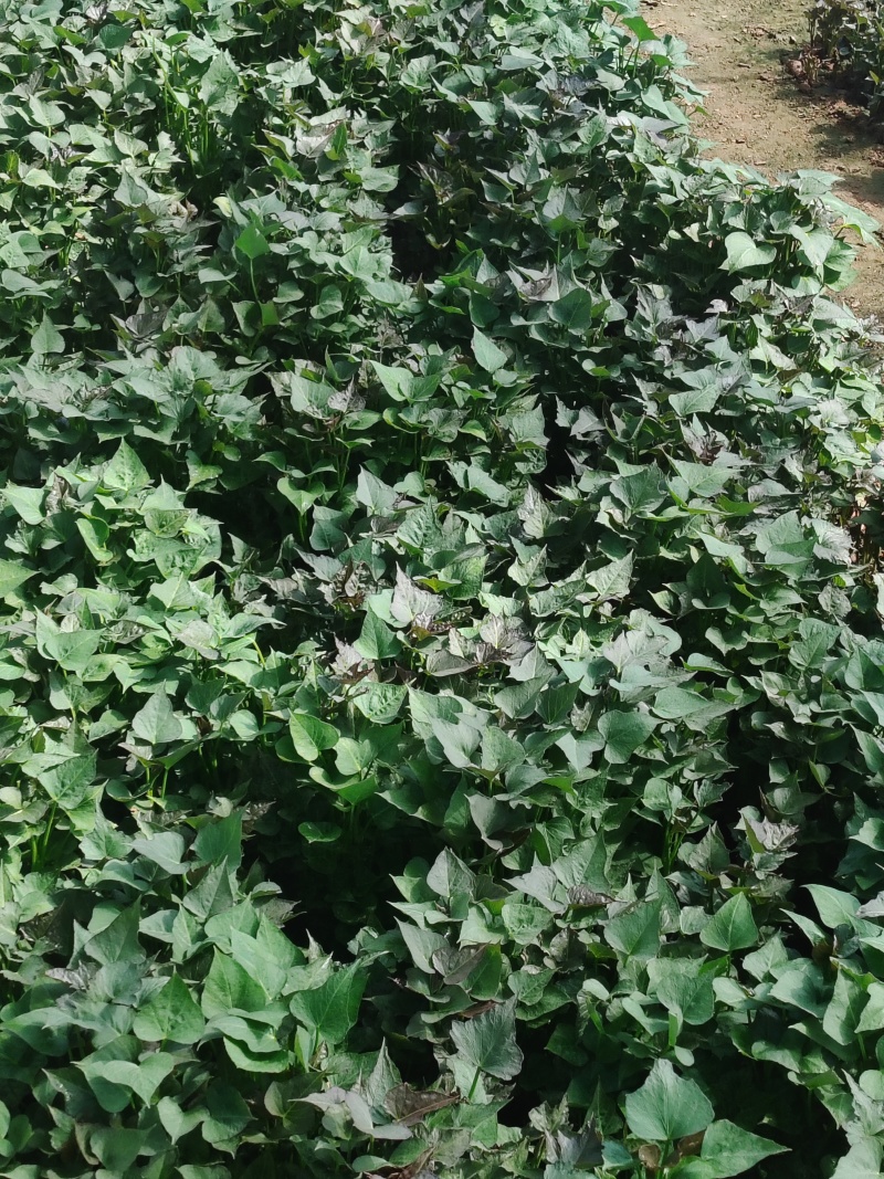 商薯19苗大量上市，基地直发，热烈欢迎新老朋友选购