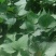 商薯19苗大量上市，基地直发，热烈欢迎新老朋友选购