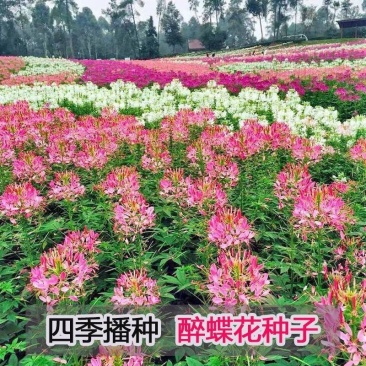 醉蝶花种籽开花易活凤碟草室外庭院绿化种植家庭园艺四季醉蝴