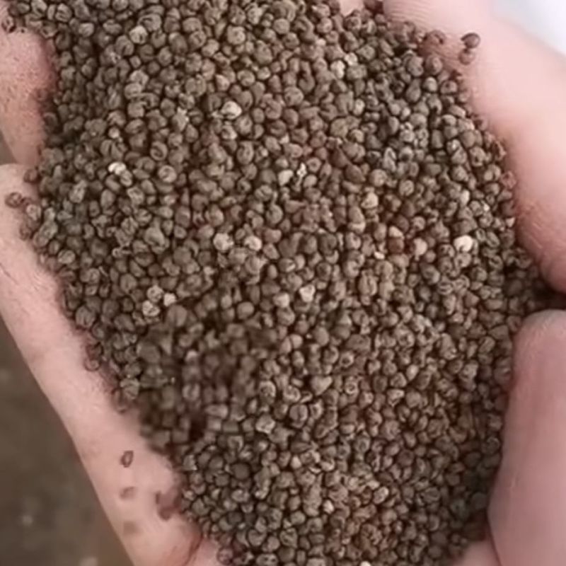 醉蝶花种籽开花易活凤碟草室外庭院绿化种植家庭园艺四季醉蝴