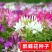 醉蝶花种籽开花易活凤碟草室外庭院绿化种植家庭园艺四季醉蝴