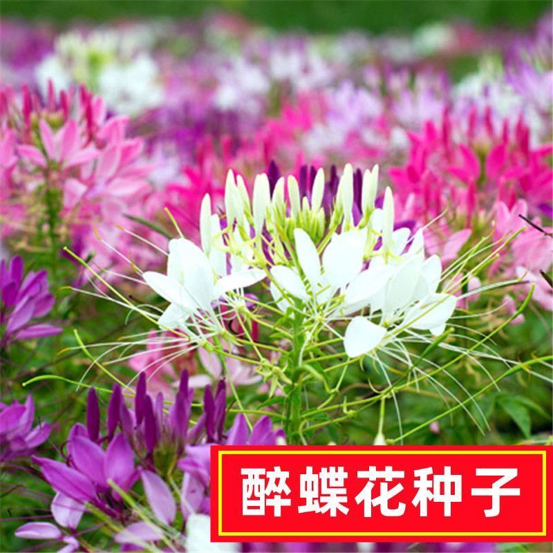 醉蝶花种籽开花易活凤碟草室外庭院绿化种植家庭园艺四季醉蝴