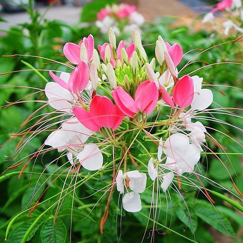 醉蝶花种籽开花易活凤碟草室外庭院绿化种植家庭园艺四季醉蝴