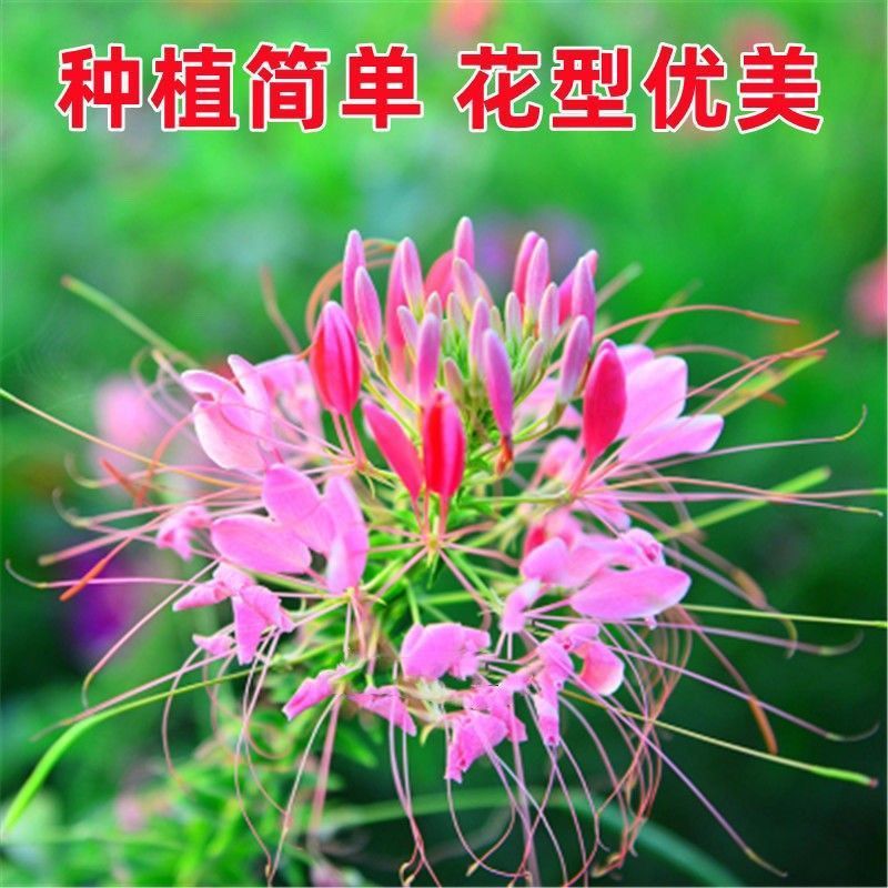 醉蝶花种籽开花易活凤碟草室外庭院绿化种植家庭园艺四季醉蝴