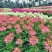 醉蝶花种籽开花易活凤碟草室外庭院绿化种植家庭园艺四季醉蝴