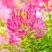 醉蝶花种籽开花易活凤碟草室外庭院绿化种植家庭园艺四季醉蝴