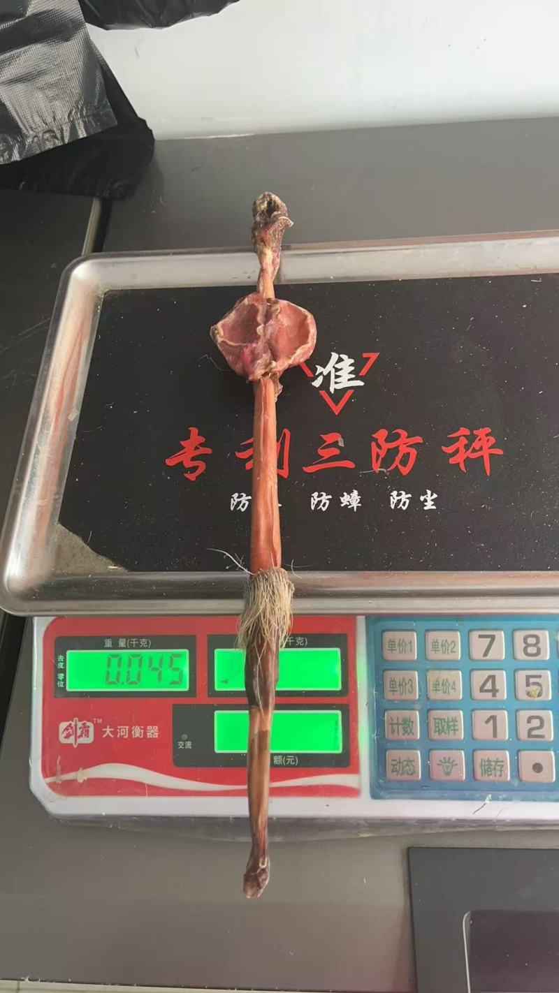 鹿鞭批发一件代发电商供货源头供应链鹿鞭谦整根鹿鞭