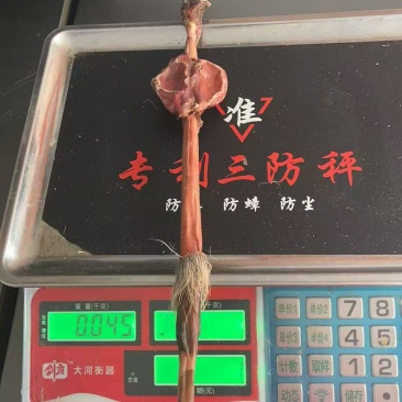鹿鞭批发一件代发电商供货源头供应链鹿鞭谦整根鹿鞭