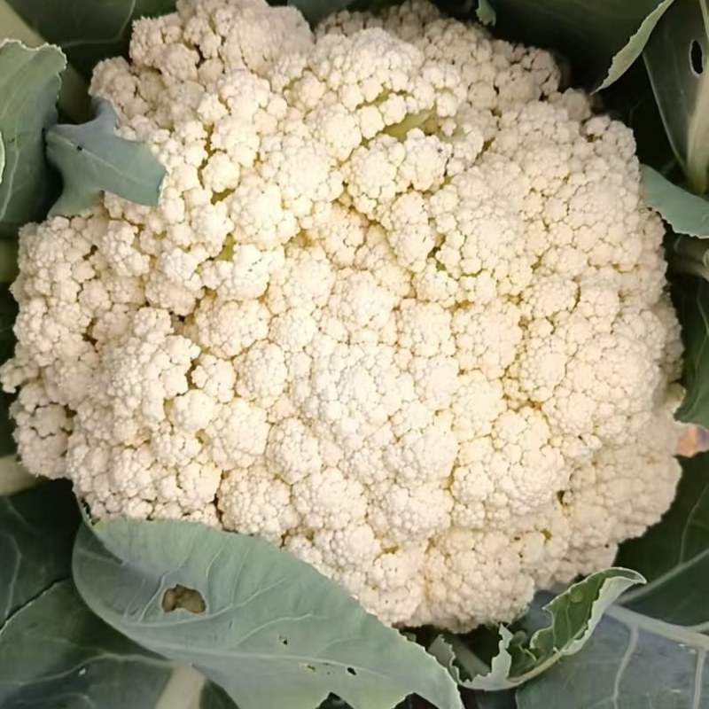 襄城县崔结实代收各种疏菜瓜果精品有机花菜正在上市中。