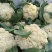 襄城县崔结实代收各种疏菜瓜果精品有机花菜正在上市中。