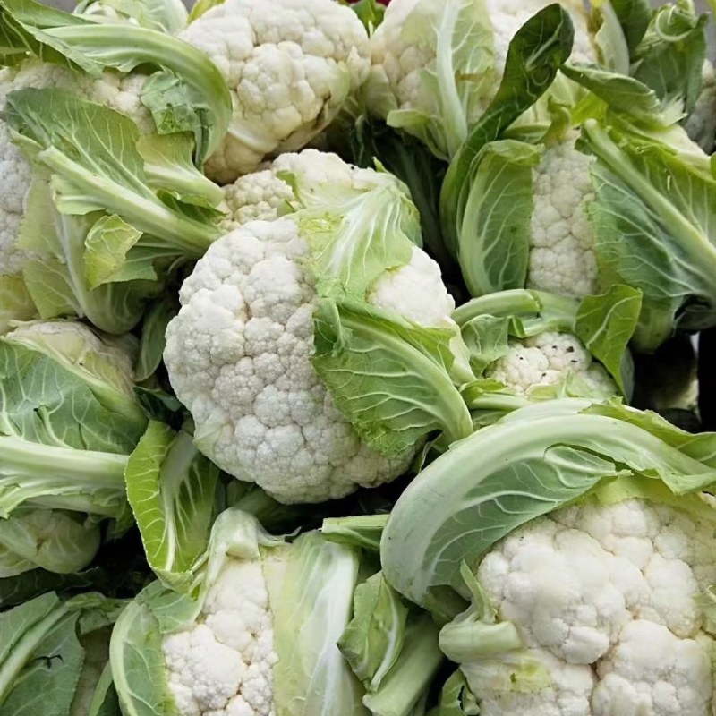 襄城县崔结实代收各种疏菜瓜果精品有机花菜正在上市中。
