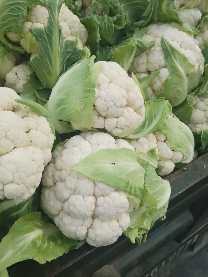 襄城县崔结实代收各种疏菜瓜果精品有机花菜正在上市中。