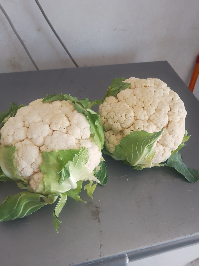 襄城县崔结实代收各种疏菜瓜果精品有机花菜正在上市中。