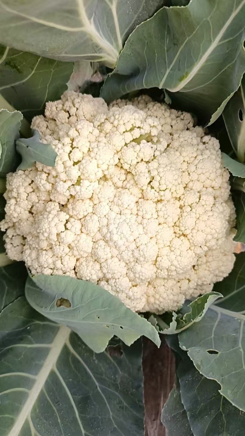 襄城县崔结实代收各种疏菜瓜果精品有机花菜正在上市中。