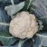 襄城县崔结实代收各种疏菜瓜果精品有机花菜正在上市中。