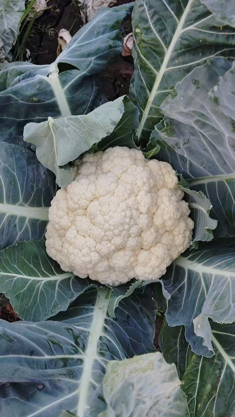 襄城县崔结实代收各种疏菜瓜果精品有机花菜正在上市中。