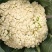 襄城县崔结实代收各种疏菜瓜果精品有机花菜正在上市中。
