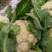 襄城县崔结实代收各种疏菜瓜果精品有机花菜正在上市中。