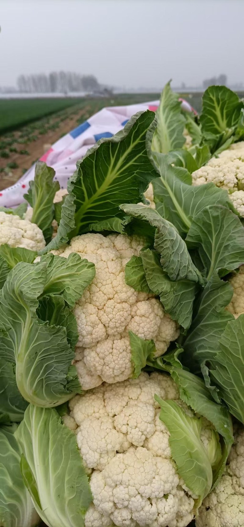 襄城县崔结实代收各种疏菜瓜果精品有机花菜正在上市中。