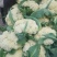 襄城县崔结实代收各种疏菜瓜果精品有机花菜正在上市中。