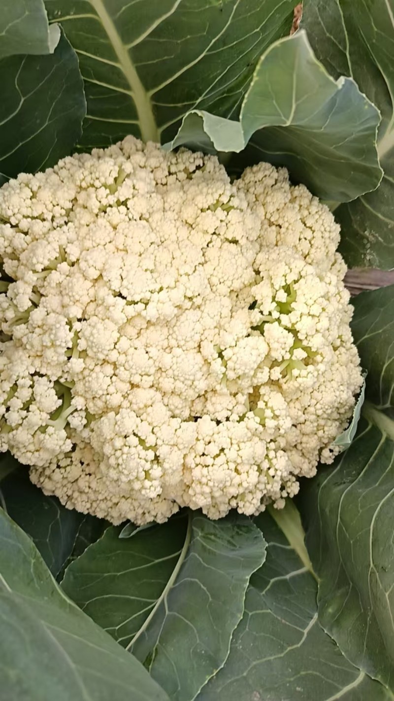 襄城县崔结实代收各种疏菜瓜果精品有机花菜正在上市中。