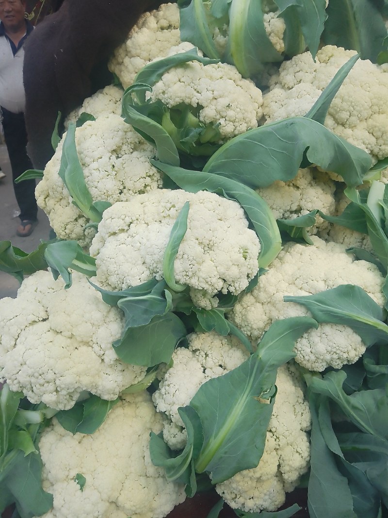 襄城县崔结实代收各种疏菜瓜果精品有机花菜正在上市中。