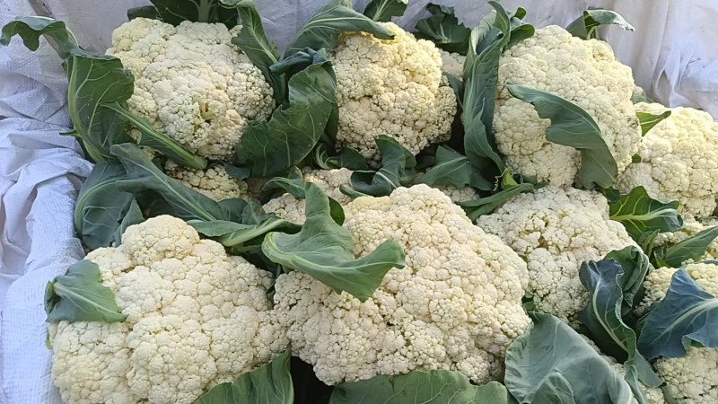 襄城县崔结实代收各种疏菜瓜果精品有机花菜正在上市中。