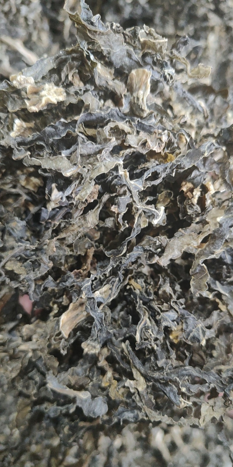 【推荐】安徽梅干菜水洗无沙无泥大量现货供应产地一手货源