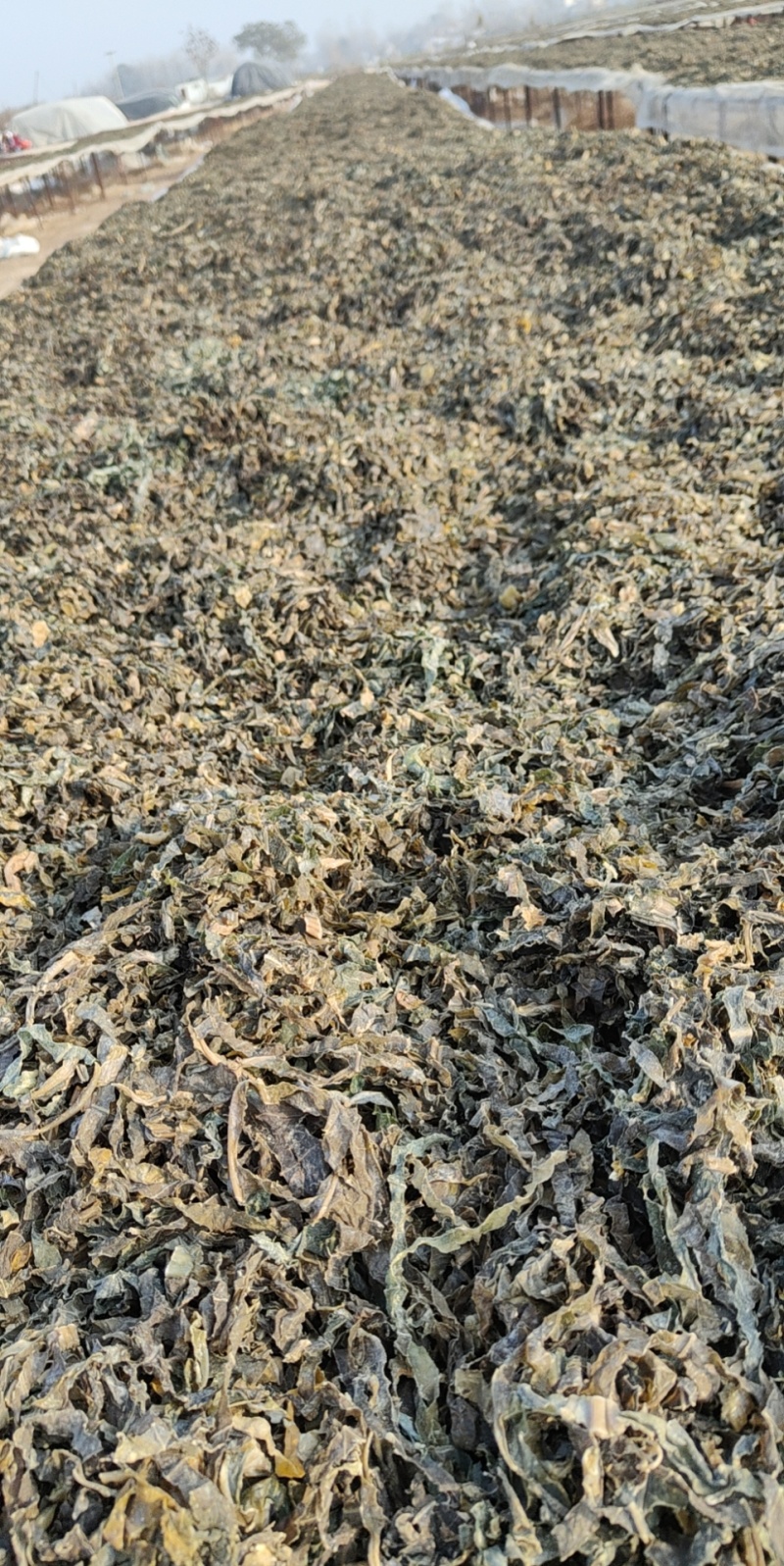 河南开封梅干菜干产地直发一手货源量大价优欢迎采购