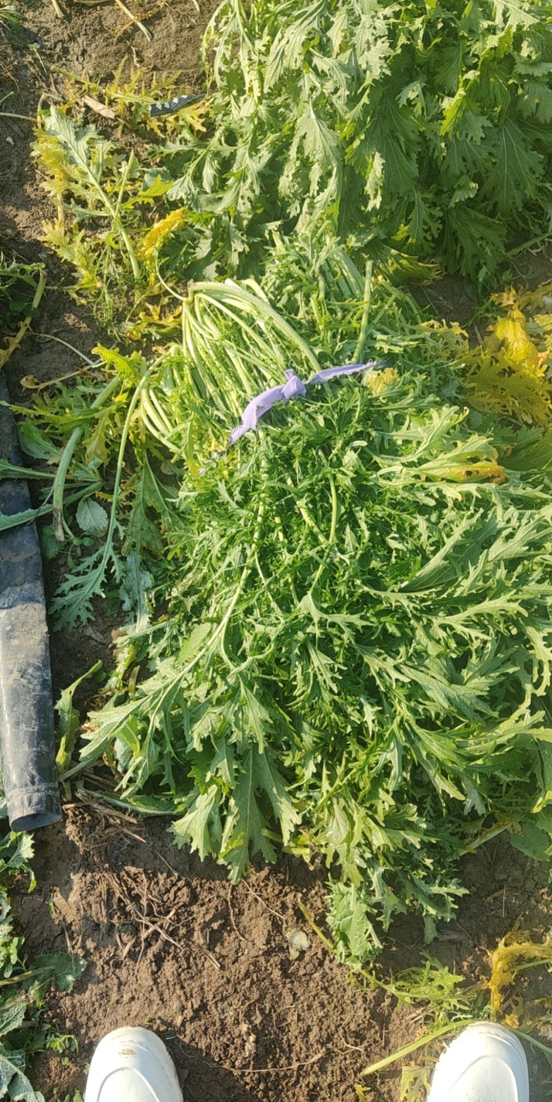 河南开封梅干菜干产地直发一手货源量大价优欢迎采购