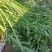 河南开封梅干菜干产地直发一手货源量大价优欢迎采购
