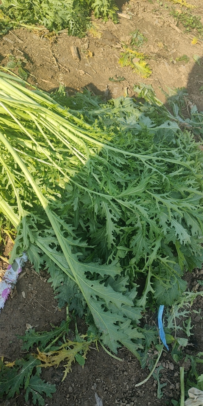 河南开封梅干菜干产地直发一手货源量大价优欢迎采购