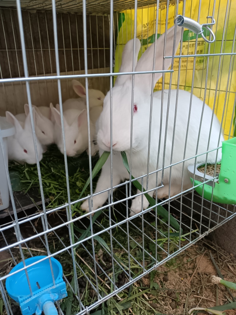 纯种新西兰大白兔