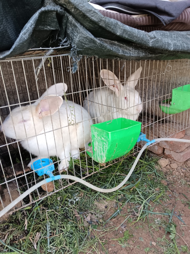 纯种新西兰大白兔